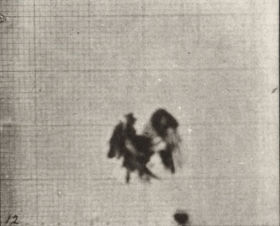 Plate 771 American eagle flying near the ground — figure reference